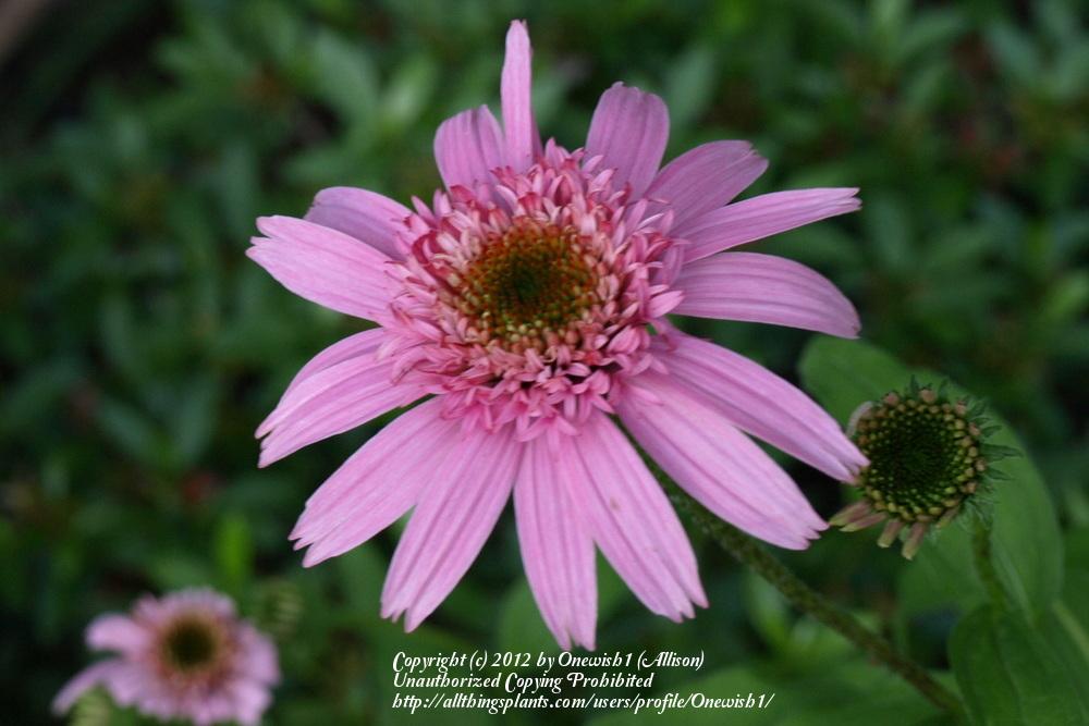 Photo of Coneflower (Echinacea 'Pink Double Delight') uploaded by Onewish1
