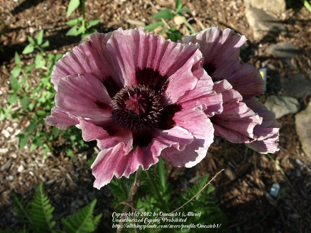 Photo of Oriental Poppy (Papaver orientale 'Manhattan') uploaded by Onewish1