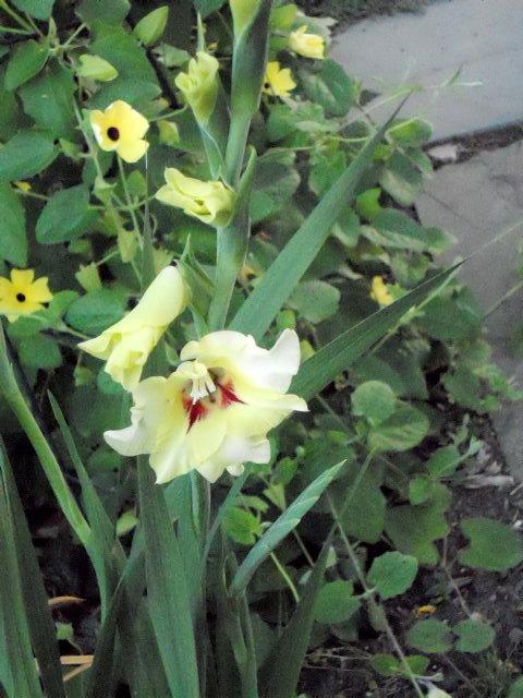 Photo of Hybrid Gladiola (Gladiolus 'Flevo Smile') uploaded by ge1836