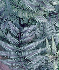 Photo of Japanese Painted Fern (Anisocampium niponicum) uploaded by vic