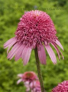 Photo of Coneflower (Echinacea 'Pink Double Delight') uploaded by vic