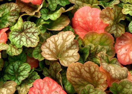 Photo of Coral Bells (Heuchera americana 'Green Spice') uploaded by vic