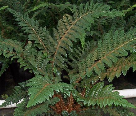 Photo of Japanese Lace Fern (Polystichum polyblepharum) uploaded by vic