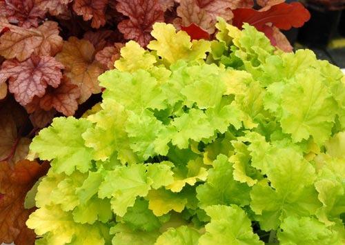 Photo of Coral Bells (Heuchera 'Lime Rickey') uploaded by vic