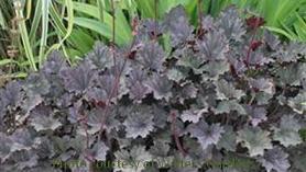 Photo of Coral Bells (Heuchera 'Frosted Violet') uploaded by vic