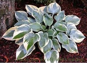 Photo of Hosta 'Aristocrat' uploaded by vic