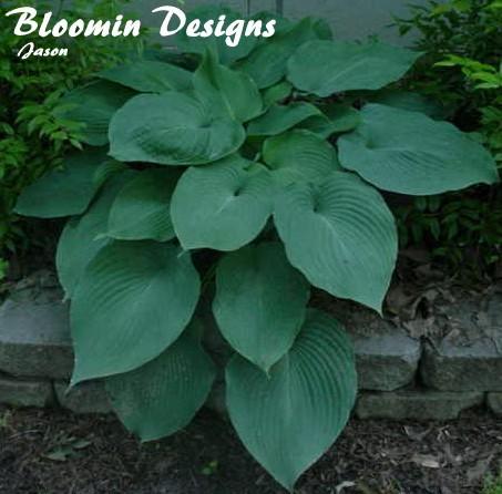 Photo of Hosta 'Blue Angel' uploaded by vic