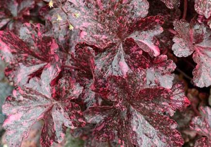 Photo of Coral Bells (Heuchera 'Midnight Rose') uploaded by vic
