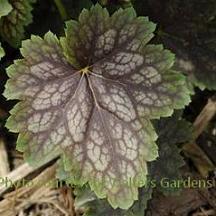 Photo of Coral Bells (Heuchera 'Marvelous Marble') uploaded by vic
