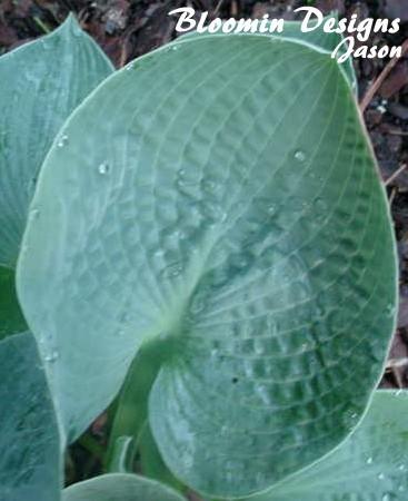 Photo of Hosta 'Big Daddy' uploaded by vic