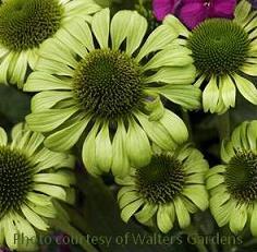 Photo of Coneflower (Echinacea 'Green Jewel') uploaded by vic