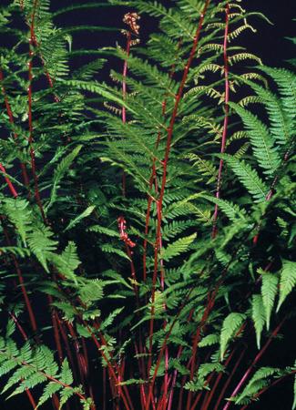Photo of Red Lady Fern (Athyrium angustum 'Lady in Red') uploaded by vic