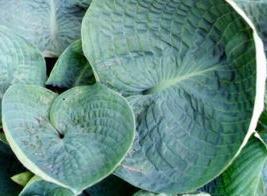 Photo of Hosta 'Abiqua Drinking Gourd' uploaded by vic