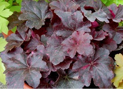 Photo of Coral Bells (Heuchera 'Midnight Rose') uploaded by vic