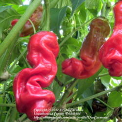 Location: Zone 5 Fort Wayne Indiana
Date: 2010-09-06
Red Peter pepper