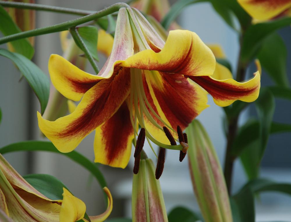 Photo of Lily (Lilium 'American Heritage') uploaded by bearsearch