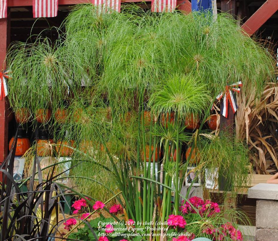 Photo of Papyrus (Cyperus papyrus Graceful Grasses® King Tut®) uploaded by chelle