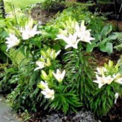Location: Part Sun Zone 6a
Date: June 2011
This is a woodsy part sun garden path,with lilies at the edge the