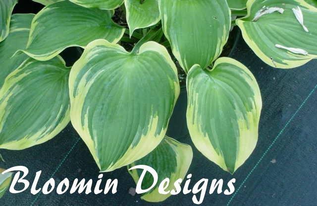 Photo of Hosta 'Earth Angel' uploaded by vic