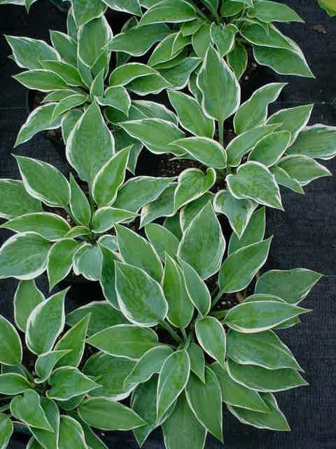 Photo of Hosta 'First Frost' uploaded by vic