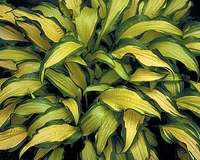 Photo of Hosta 'First Mate' uploaded by vic