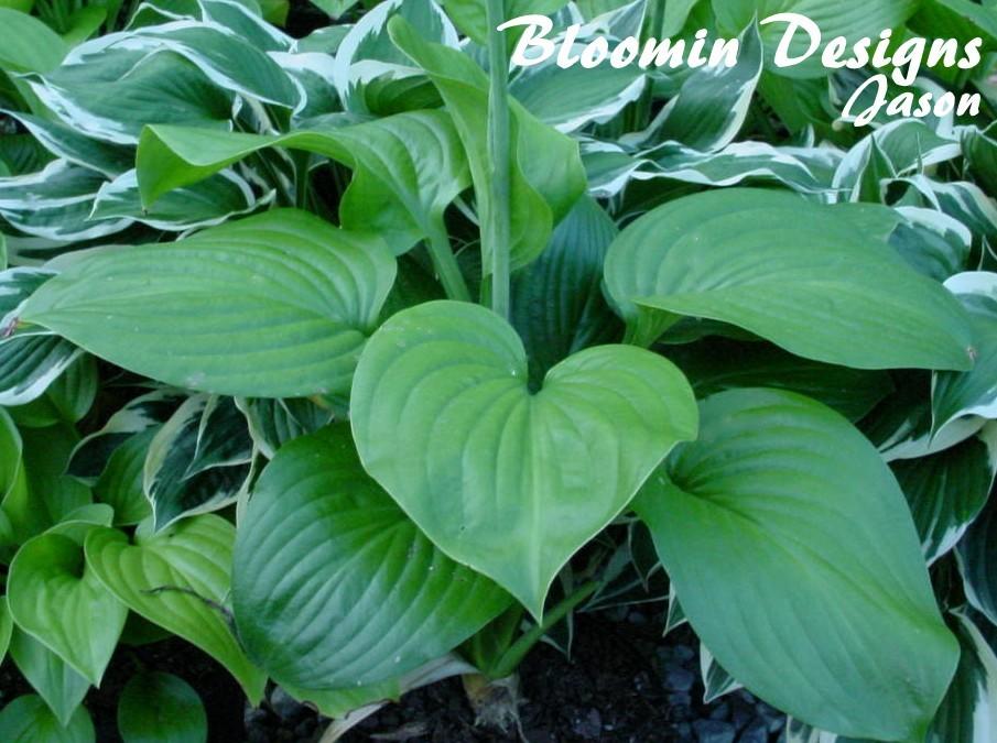 Photo of Hosta 'Fried Green Tomatoes' uploaded by vic