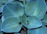 Photo of Hosta 'Blue Mouse Ears' uploaded by vic