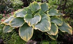 Photo of Hosta 'Earth Angel' uploaded by vic