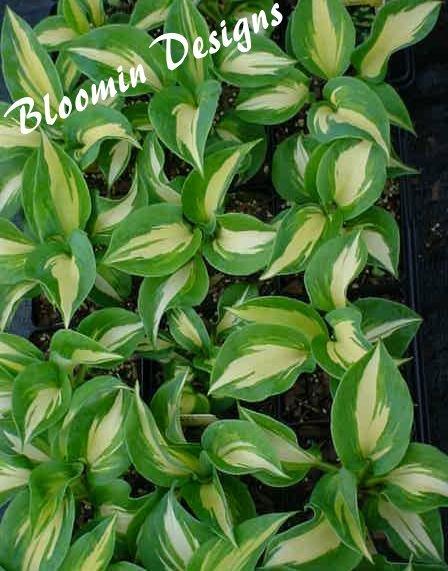 Photo of Hosta 'Dream Queen' uploaded by vic