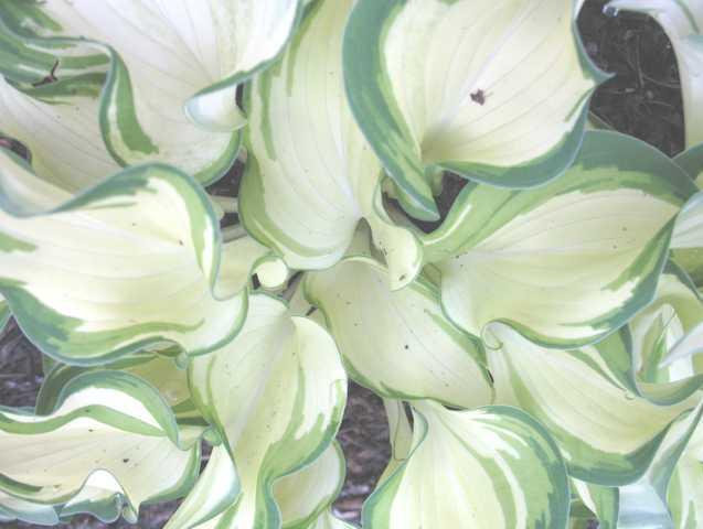 Photo of Hosta 'Ghost Spirit' uploaded by vic