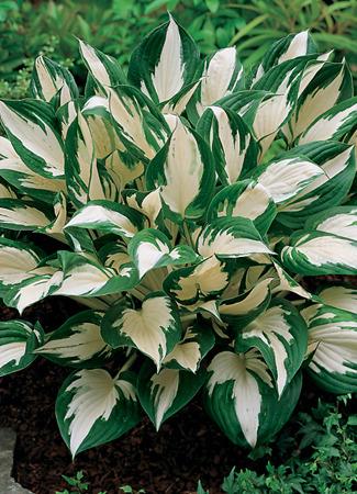 Photo of Hosta 'Fire and Ice' uploaded by vic
