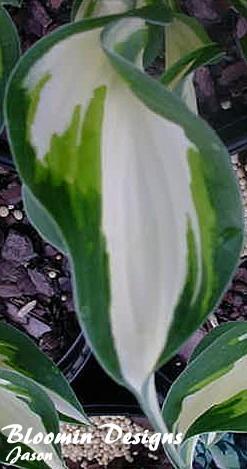 Photo of Hosta 'Fire and Ice' uploaded by vic