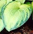 Photo of Hosta 'Bright Lights' uploaded by vic