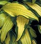 Photo of Hosta 'First Mate' uploaded by vic