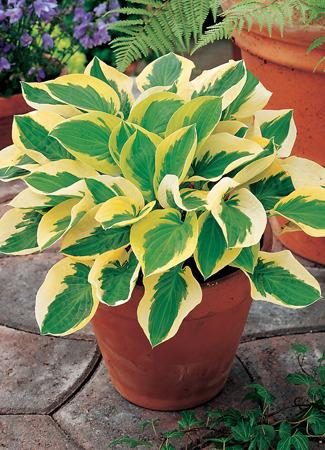 Photo of Hosta 'Brim Cup' uploaded by vic