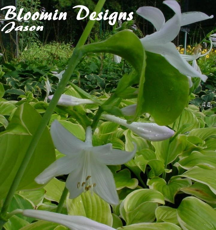 Photo of Hosta 'Fragrant Bouquet' uploaded by vic