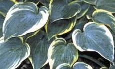Photo of Hosta 'First Frost' uploaded by vic