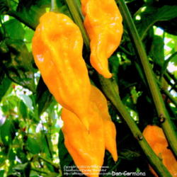 Location: Zone 5 Fort Wayne Indiana
Date: 2010-08-16
'Fatalii'