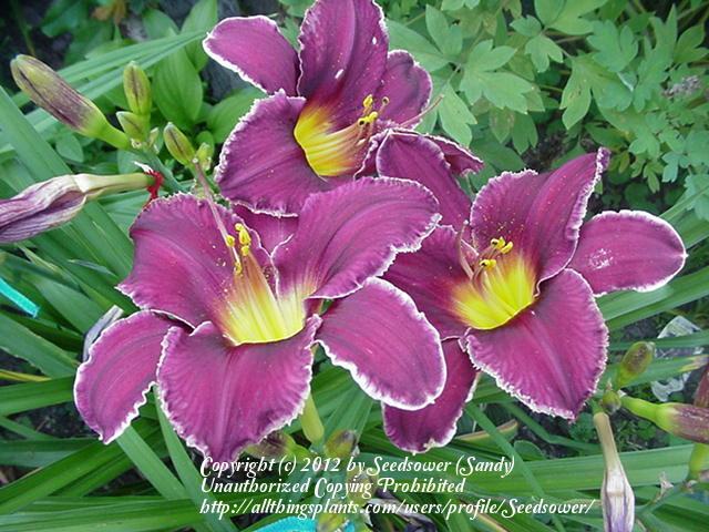 Photo of Daylily (Hemerocallis 'Real Purple Star') uploaded by Seedsower