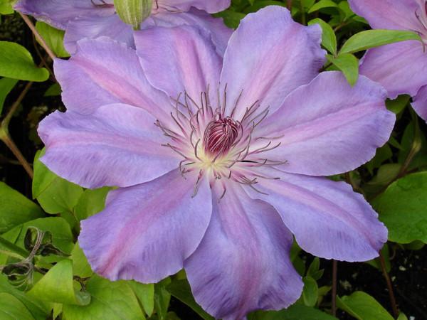 Photo of Clematis 'Baltyk' uploaded by goldfinch4