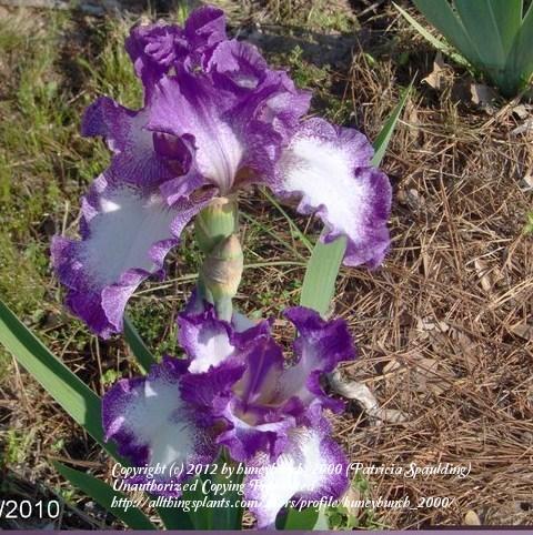Photo of Tall Bearded Iris (Iris 'Mariposa Autumn') uploaded by huneybunch_2000