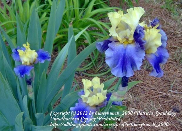 Photo of Tall Bearded Iris (Iris 'Edith Wolford') uploaded by huneybunch_2000