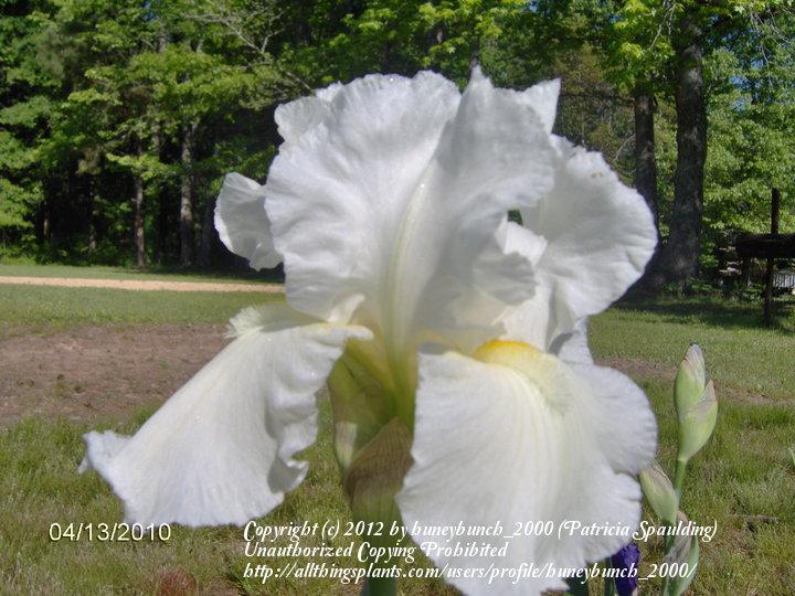 Photo of Tall Bearded Iris (Iris 'Frequent Flyer') uploaded by huneybunch_2000