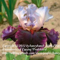 Photo of Tall Bearded Iris (Iris 'Evening Drama') uploaded by huneybunch_2000