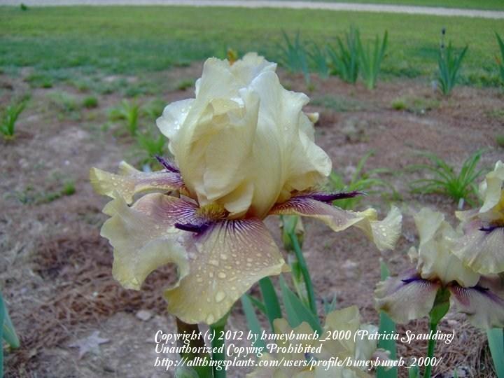 Photo of Tall Bearded Iris (Iris 'Thornbird') uploaded by huneybunch_2000