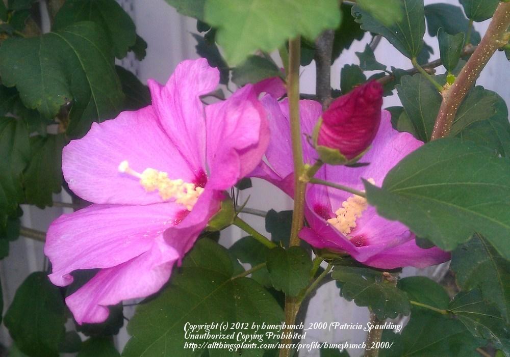 Photo of Rose Of Sharon (Hibiscus syriacus 'Minerva') uploaded by huneybunch_2000