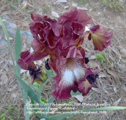 Photo of Tall Bearded Iris (Iris 'Spice Lord') uploaded by huneybunch_2000