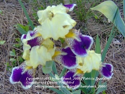 Photo of Miniature Tall Bearded Iris (Iris 'Maslon') uploaded by huneybunch_2000