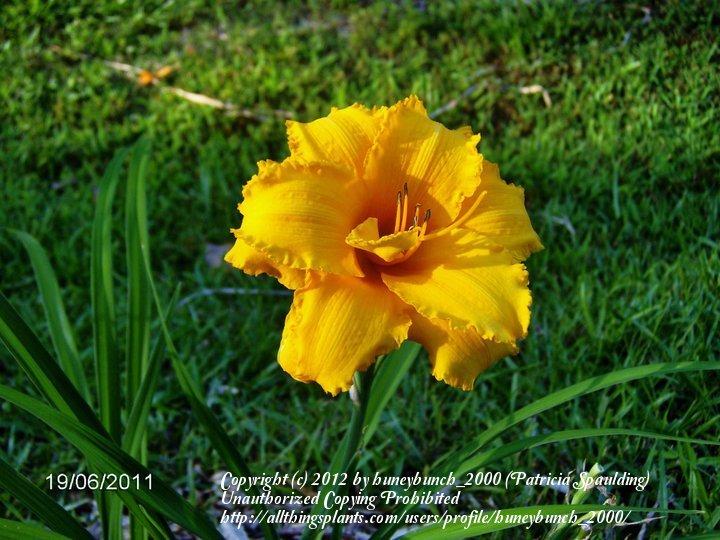 Photo of Daylily (Hemerocallis 'Condilla') uploaded by huneybunch_2000