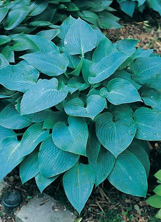 Photo of Hosta 'Halcyon' uploaded by vic